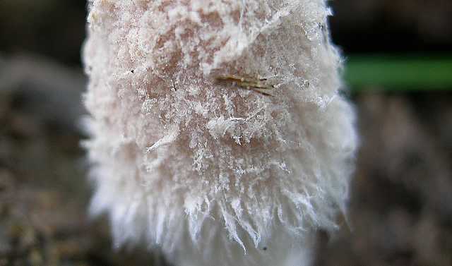 2005 :  Un anno di funghi